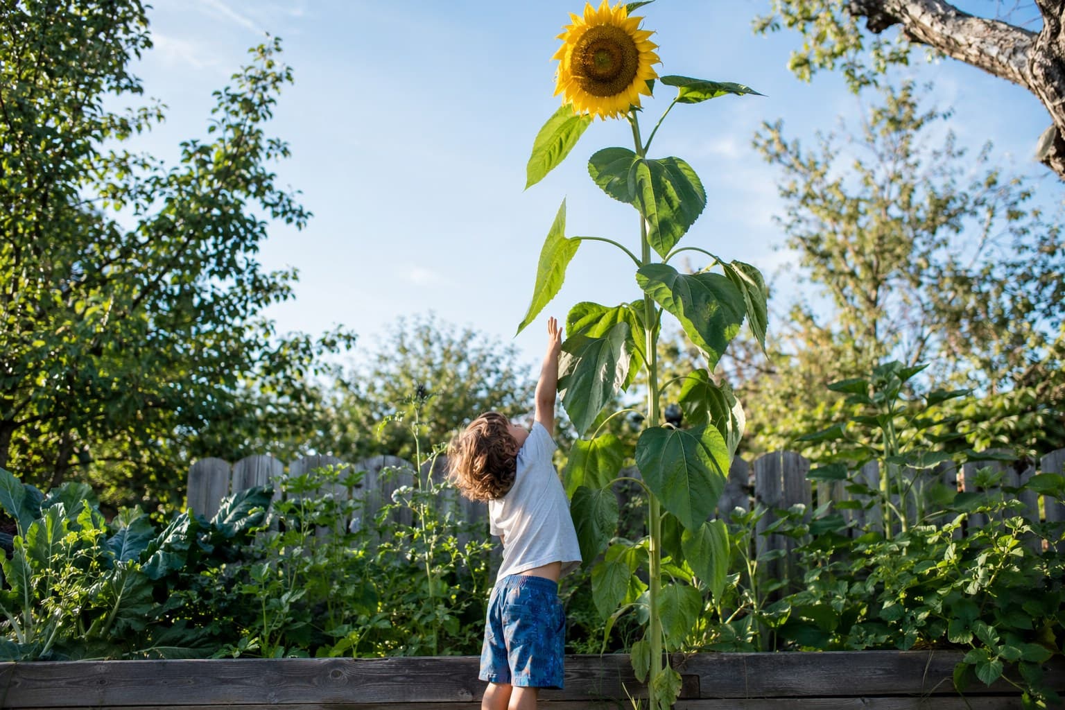 Child holding a basket with cherry tomatoes and cut zinnias from the garden