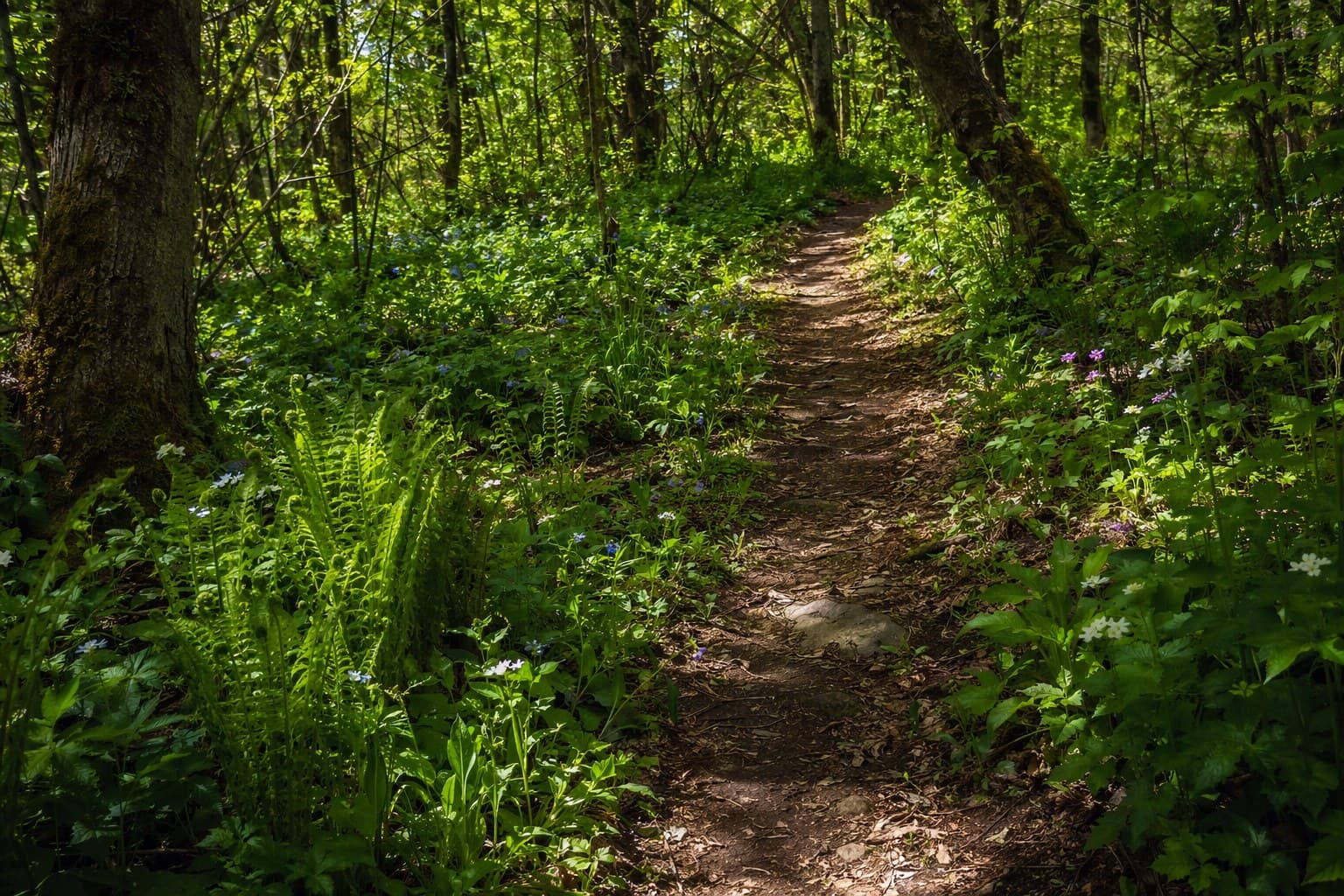 A wide spring overlook with green rolling hills, a worn dirt trail, and a wooden trail marker post in the foreground