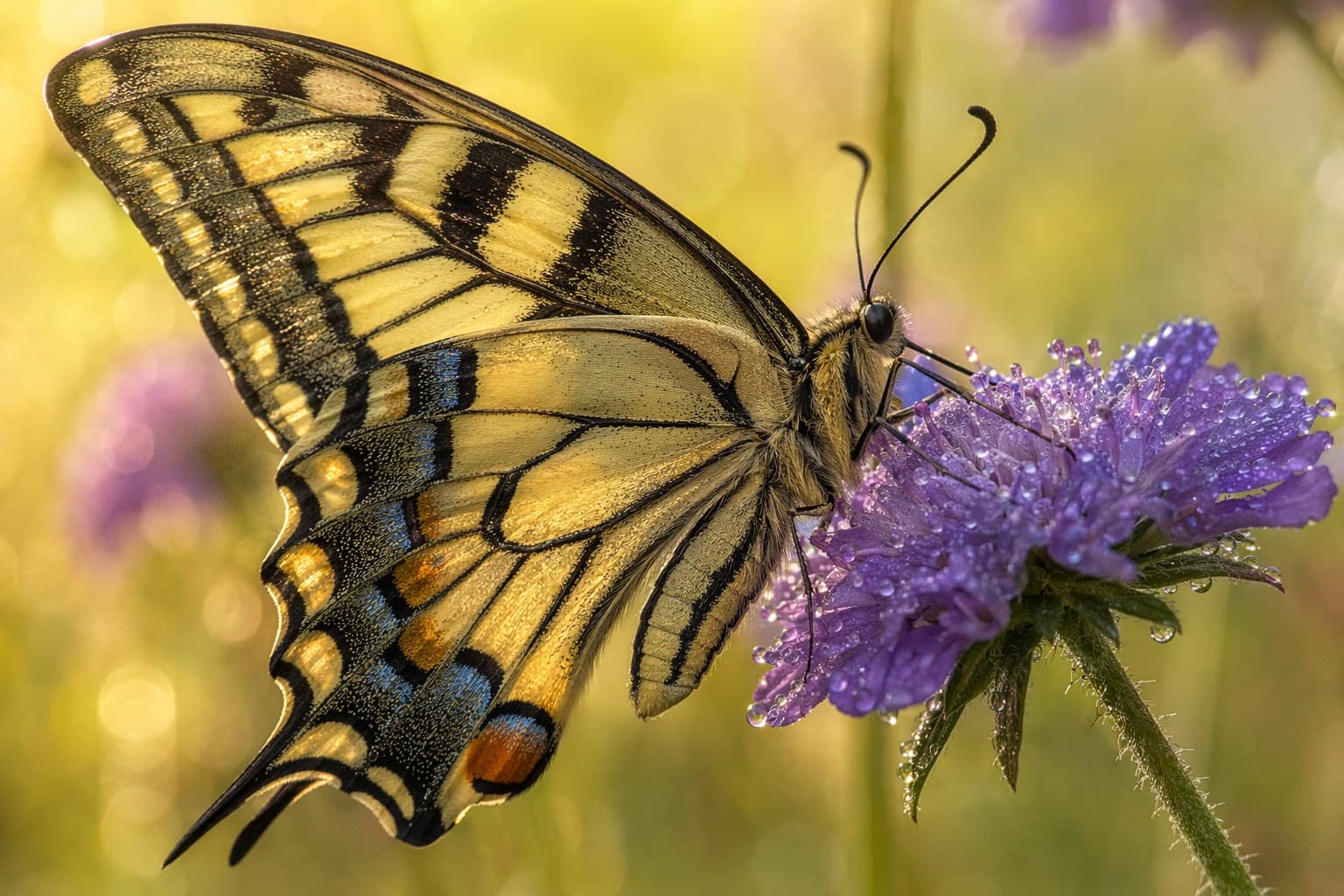 A swallowtail butterfly resting on a purple flower in warm spring light, observed up close