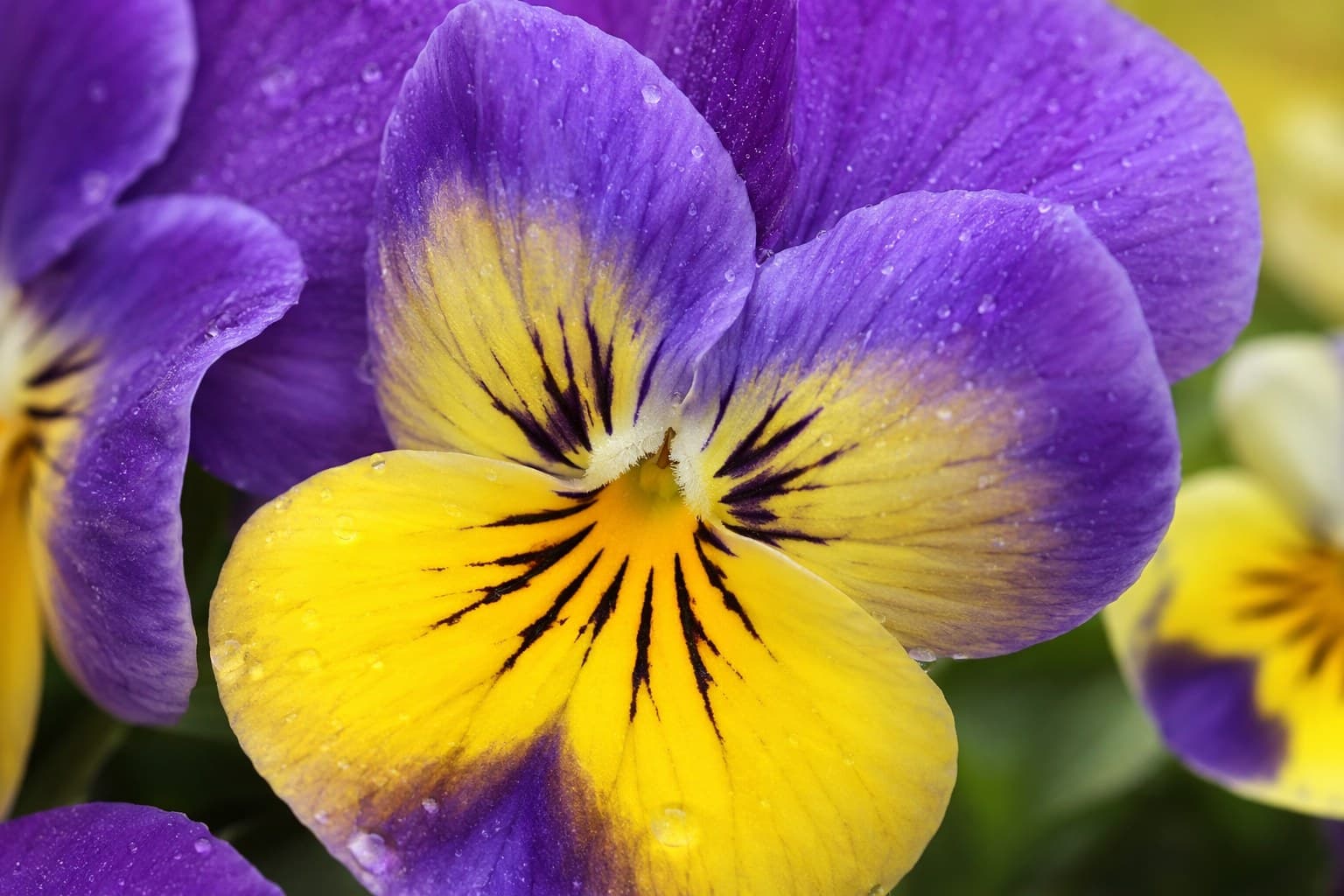 Close-up of purple and yellow viola pansy flowers showing their delicate petals and markings